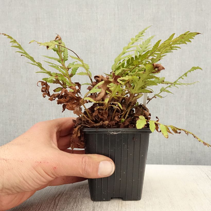 Example of Woodwardia fimbriata - Fougère  Godet de 8/9 cm as you get in printemps