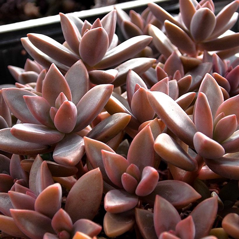 x Graptosedum Bronze - Plante grasse (Foliage)