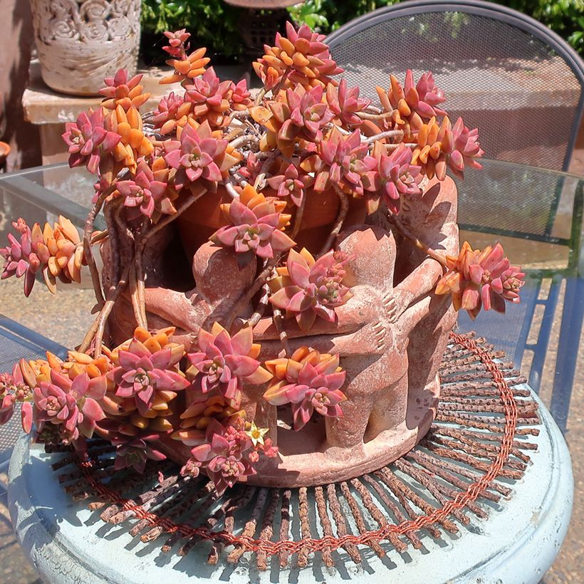 x Graptosedum Bronze - Plante grasse (Plant habit)