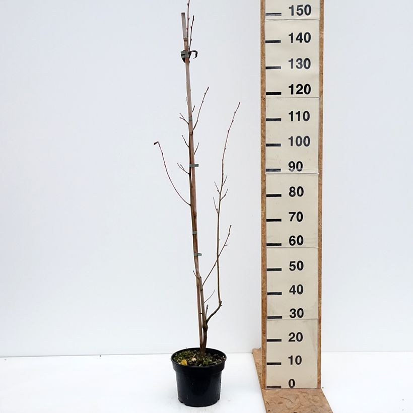 Spécimen de x Amelasorbus jackii - Amélasorbier de Jack Pot de 4L/5L tel que livré en automne