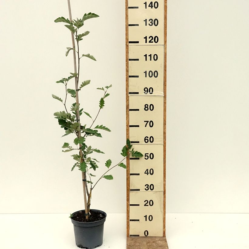 Spécimen de x Amelasorbus jackii - Amélasorbier de Jack Pot de 4L/5L tel que livré en été