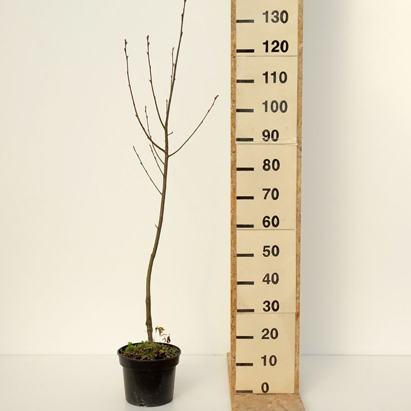 Example of x Amelasorbus jackii - Amélasorbier de Jack Pot de 4L/5L as you get in hiver