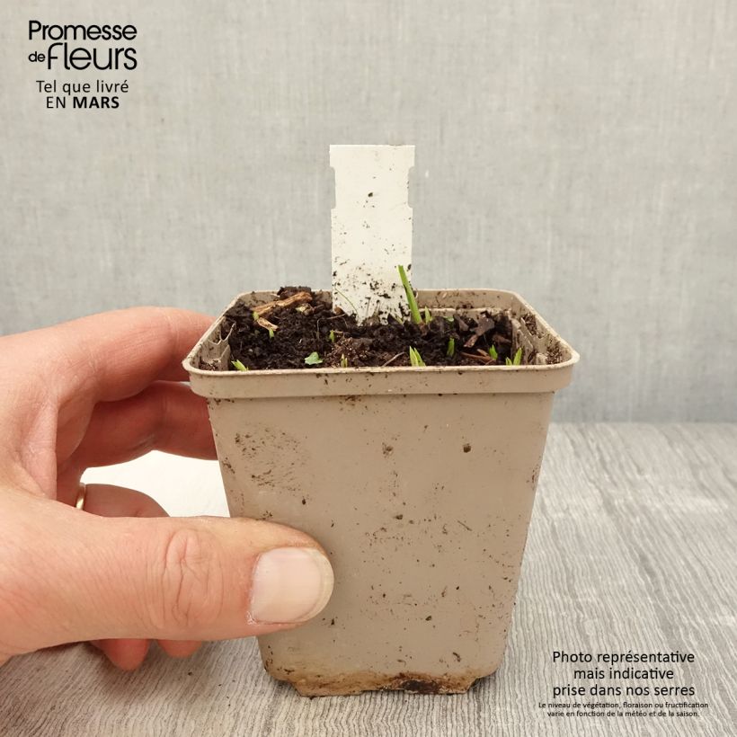 Example of Rhodoxis Ria - Rhodohypoxis Godet de 8/9 cm as you get in printemps