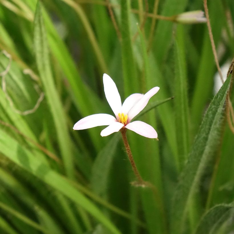 Rhodoxis Ria - Rhodohypoxis (Flowering)