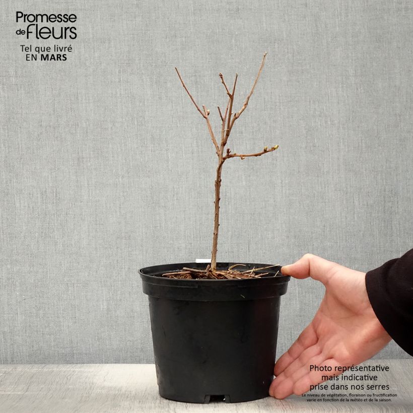 Spécimen de Xanthoceras sorbifolium Pot de 3L/4L tel que livré au printemps