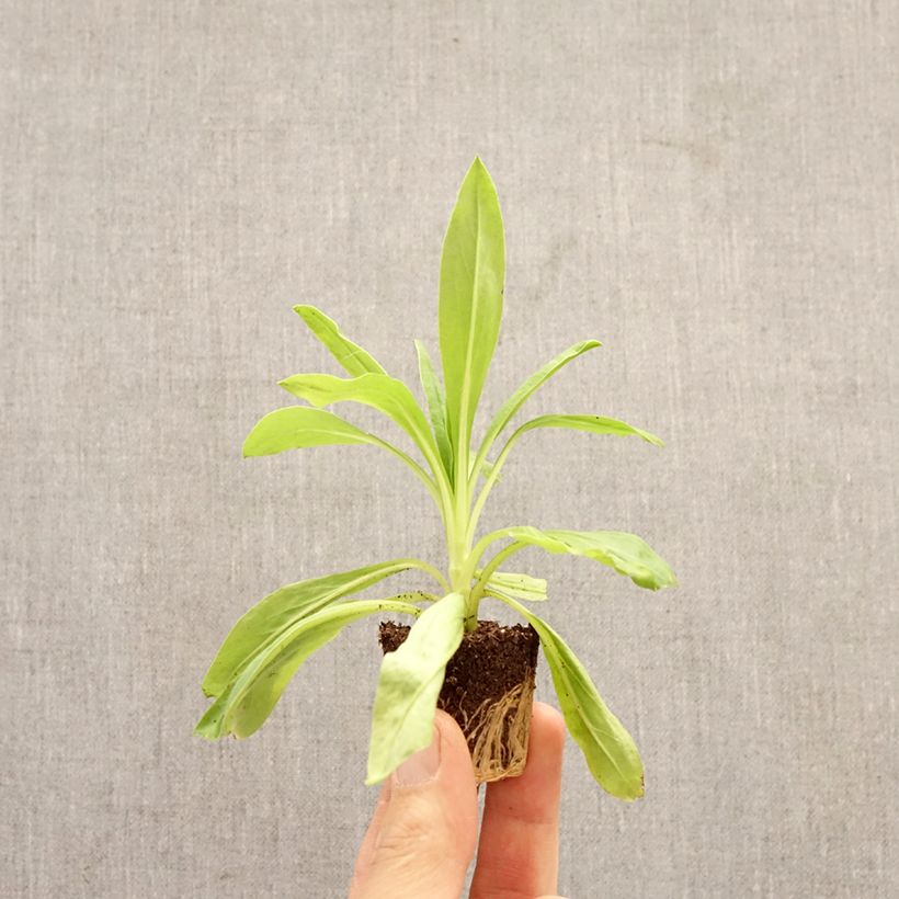 Spécimen de Xerochrysum Granvia Dark Pink Flame Mini-motte Ø 3/4 cm tel que livré au printemps