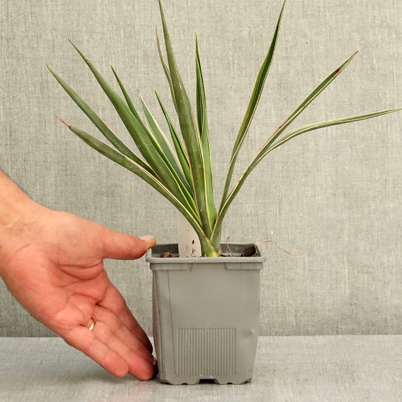 Spécimen de Yucca aloifolia Variegata - Yucca à feuilles d'Aloès Pot de 1L/1,5L tel que livré en été