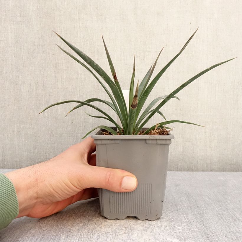 Example of Yucca aloifolia Variegata - Yucca à feuilles d'Aloès Pot de 1L/1,5L as you get in hiver