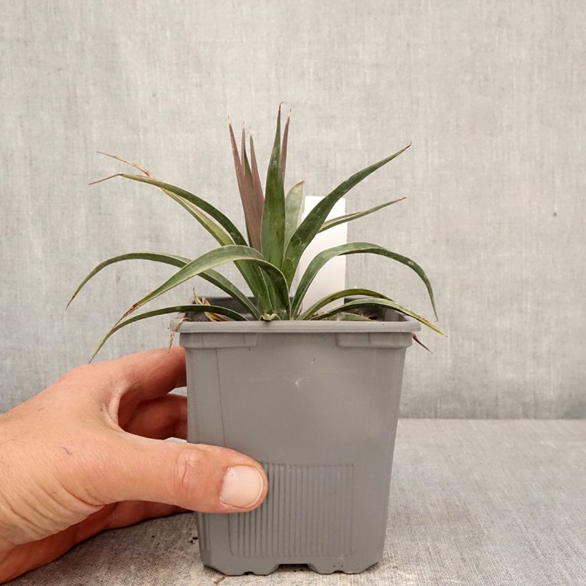 Spécimen de Yucca aloifolia Variegata - Yucca à feuilles d'Aloès Pot de 1L/1,5L tel que livré au printemps