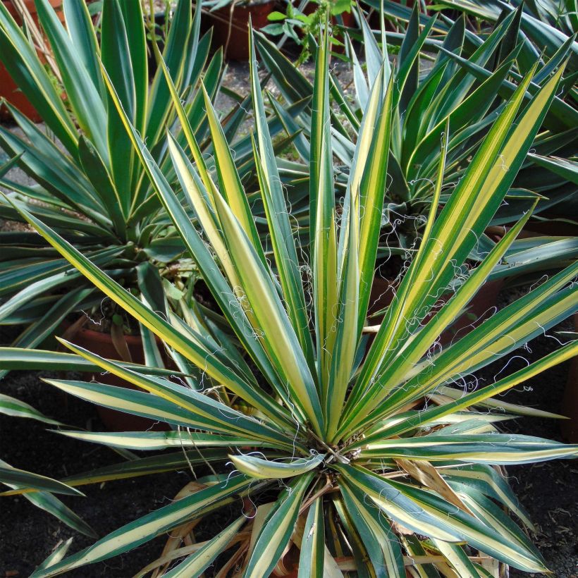 Yucca Bright Star - Yucca panaché (Foliage)