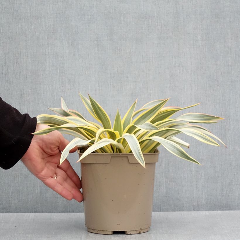 Example of Yucca Bright Star - Yucca panaché Pot de 2L/3L as you get in printemps