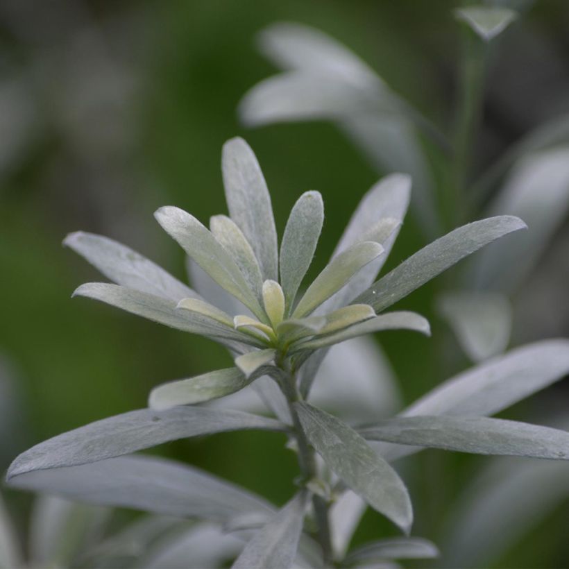 Yucca filamentosa (Foliage)