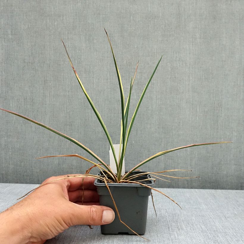 Spécimen de Yucca filamentosa Bright Edge - Yucca filamenteux Godet de 8/9 cm tel que livré au printemps