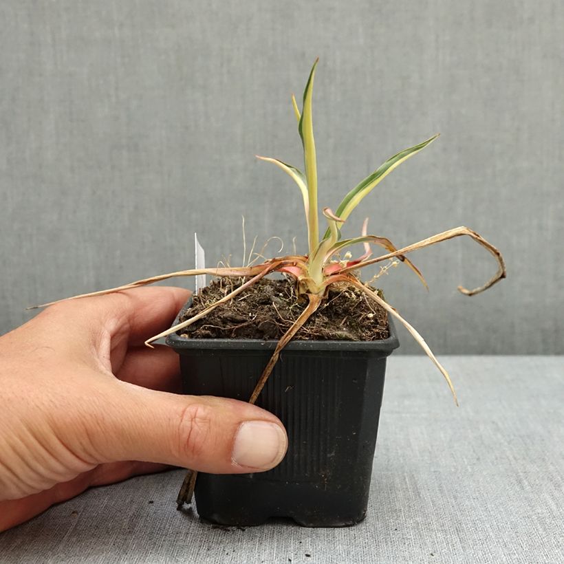 Spécimen de Yucca filamentosa Colour Guard - Yucca filamenteux panaché Godet de 8/9 cm tel que livré au printemps