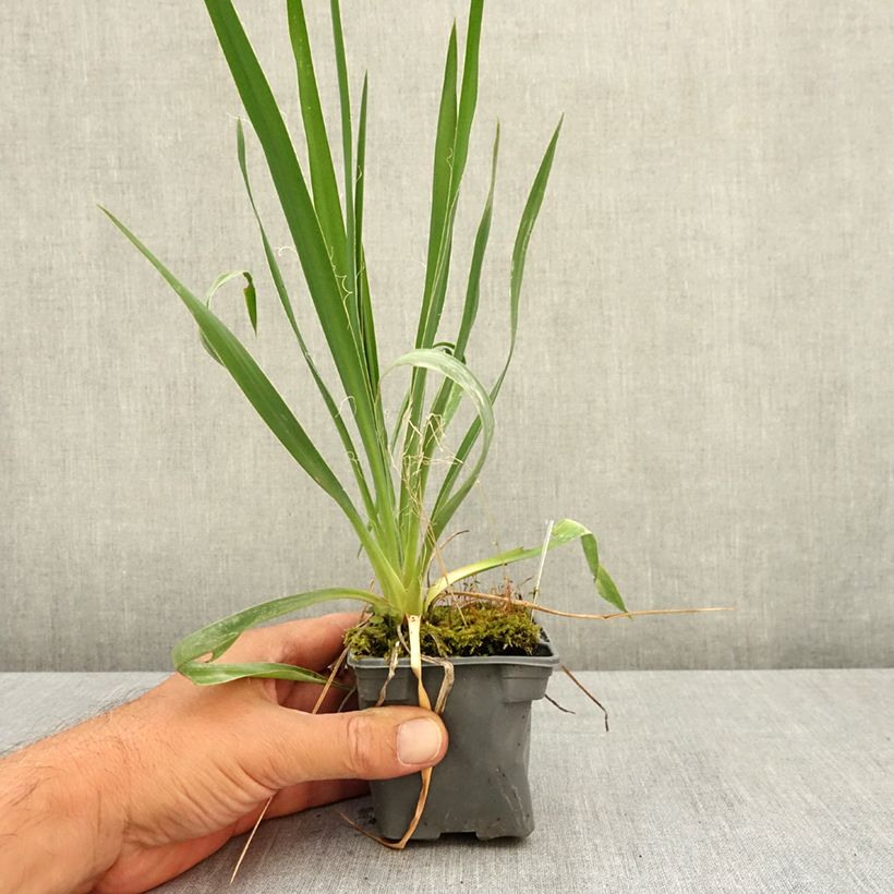 Spécimen de Yucca filamentosa Godet de 8/9 cm tel que livré en été