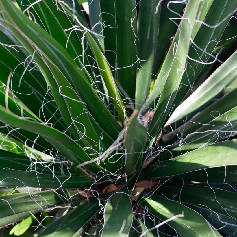 Yucca filifera - Yucca filifère (Foliage)