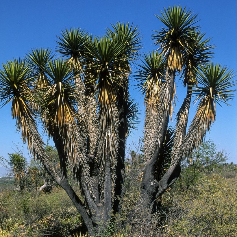 Yucca filifera - Yucca filifère (Plant habit)