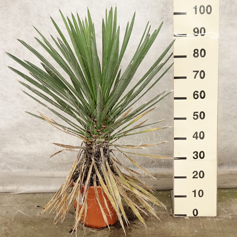 Spécimen de Yucca filifera - Yucca filifère Pot de 7,5L/10L tel que livré en automne
