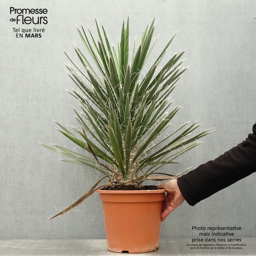Example of Yucca filifera - Yucca filifère Pot de 7,5L/10L as you get in printemps