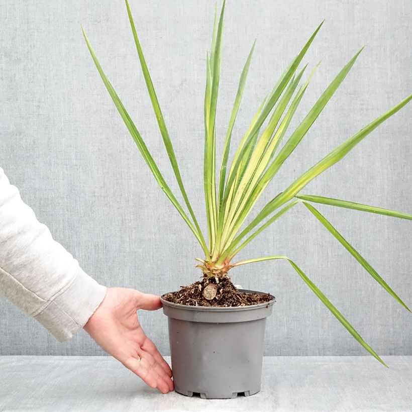 Spécimen de Yucca flaccida Golden Sword Pot de 2L/3L tel que livré au printemps