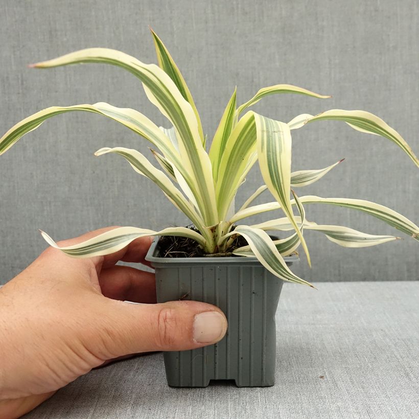 Spécimen de Yucca gloriosa Citrus twist® - Dague espagnole Godet de 8/9 cm tel que livré au printemps