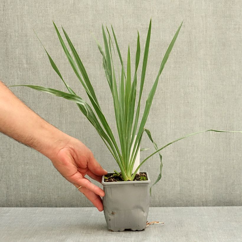 Spécimen de Yucca hybride French Flag Pot de 12 cm / 13 cm tel que livré en été