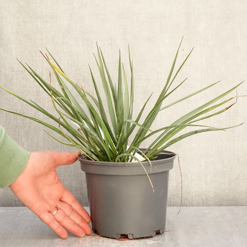 Example of Yucca hybride French Flag Pot de 3L/4L as you get in hiver