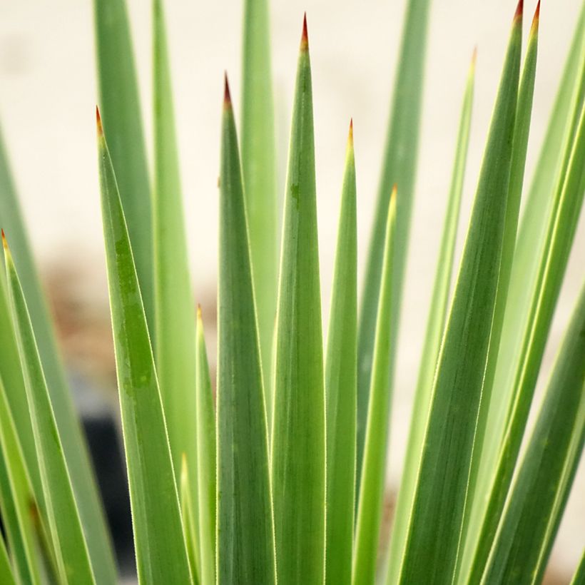 Yucca Katana (Foliage)