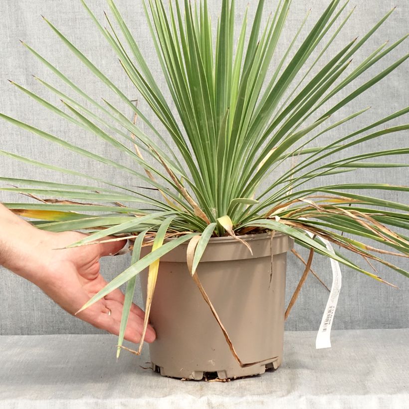 Example of Yucca Katana Pot de 4L/5L as you get in ete