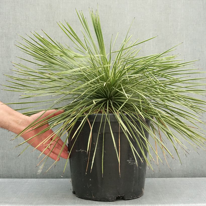 Spécimen de Yucca linearifolia - Yucca à feuilles linéaires Pot de 18L/20L tel que livré au printemps