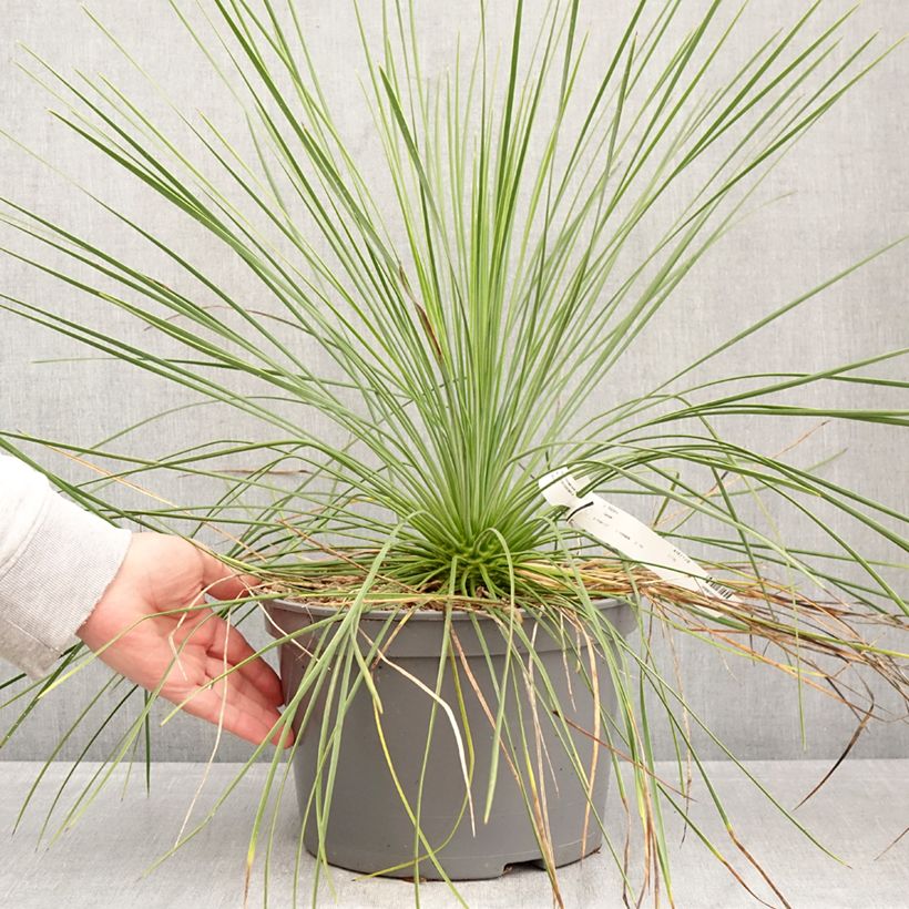 Spécimen de Yucca linearis Cascade Pot de 7,5L/10L tel que livré au printemps