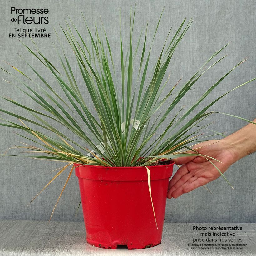 Spécimen de Yucca rostrata Pot de 3L/4L tel que livré en automne