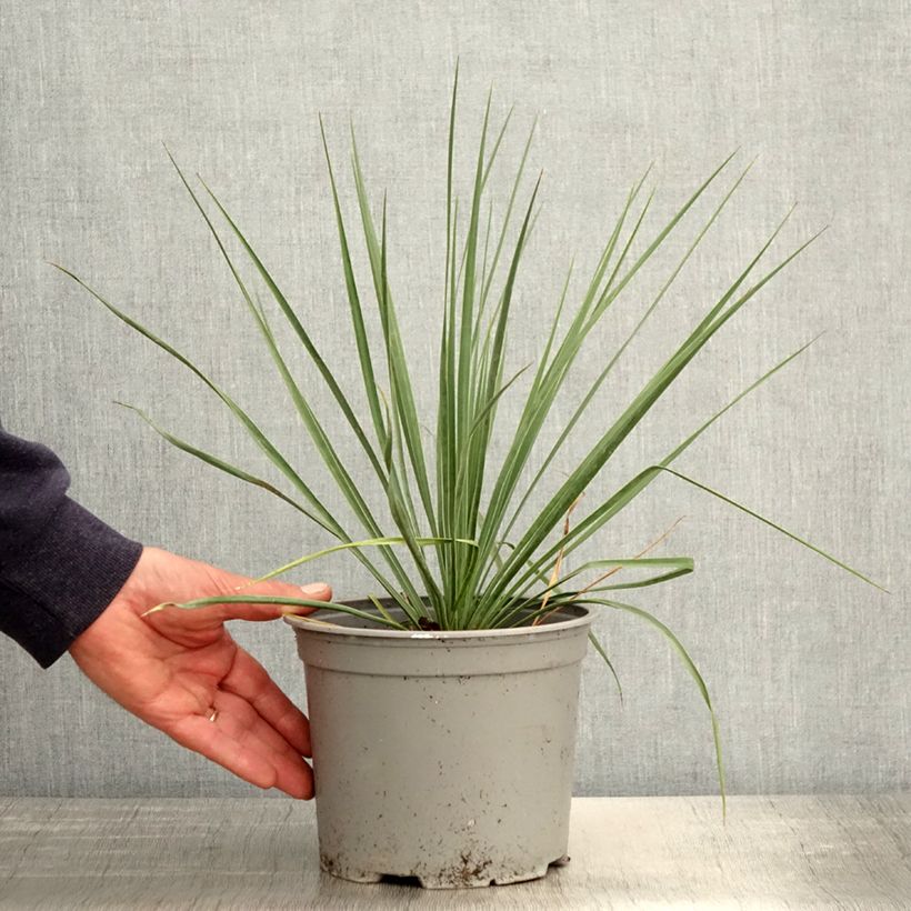 Example of Yucca rostrata Sapphire Skies Pot de 3L/4L as you get in printemps