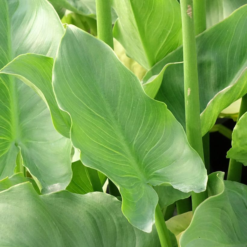 Zantedeschia aethiopica Pink Flamingo - Arum d'Ethiopie (Foliage)