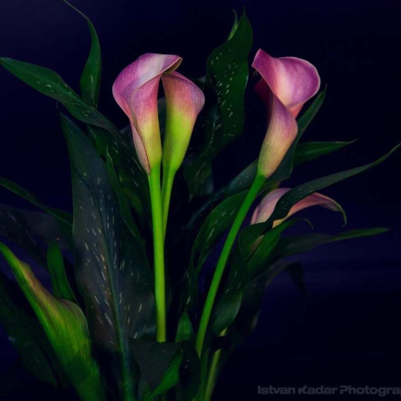 Arum ou Calla mauve lavande - Zantedeschia Lavender Gem (Flowering)