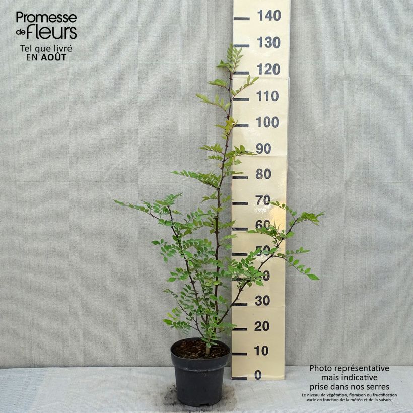 Spécimen de Zanthoxylum americanum - Poivrier américain Pot de 4L/5L tel que livré en été