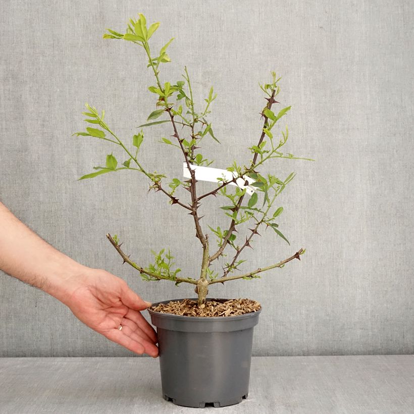 Spécimen de Zanthoxylum armatum - Poivrier du Timut Pot de 3L/4L tel que livré au printemps
