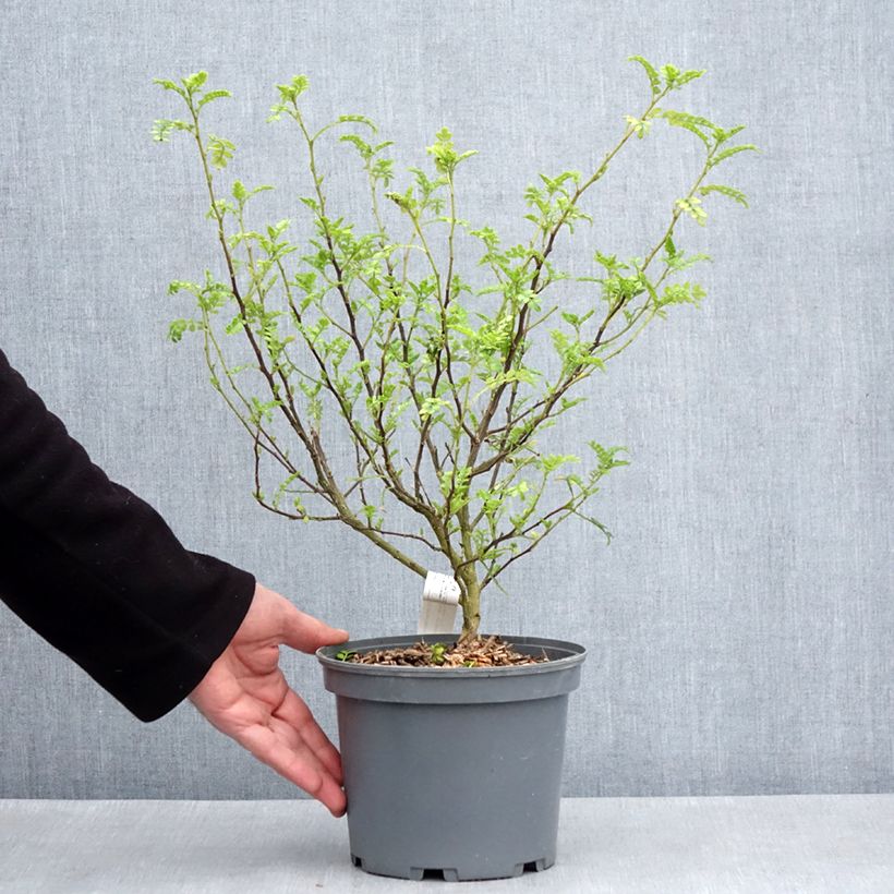 Example of Zanthoxylum beecheyanum - Poivrier de Chine nain Pot de 3L/4L as you get in printemps