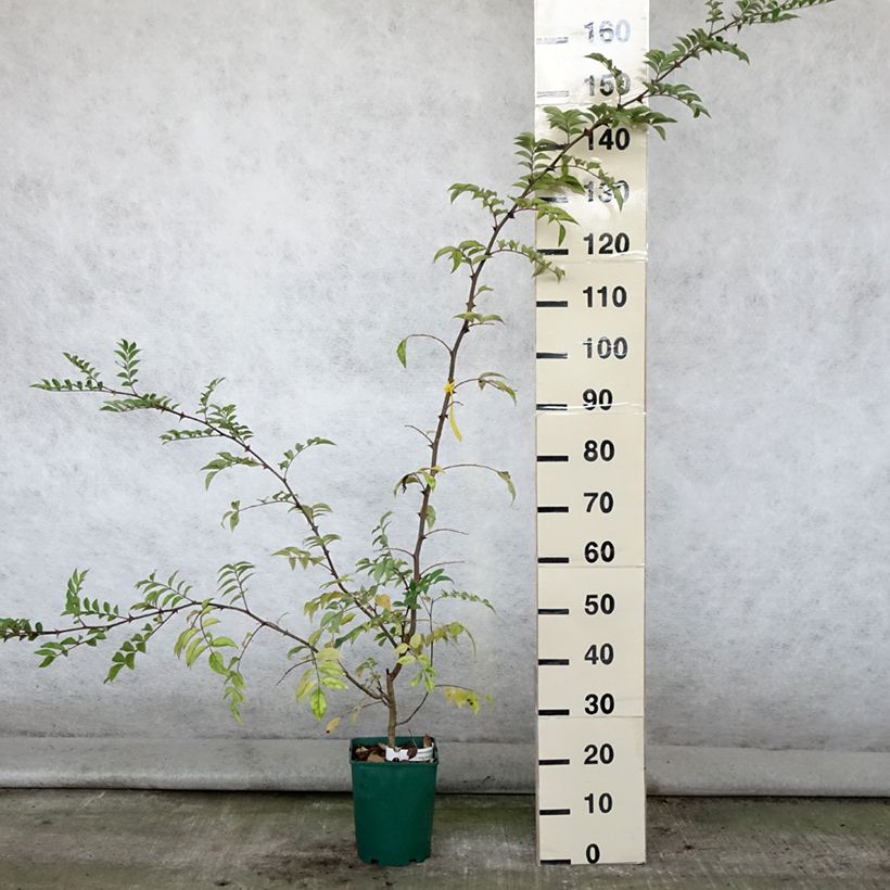 Spécimen de Zanthoxylum coreanum - Poivrier coréen Pot de 4L/5L tel que livré en été
