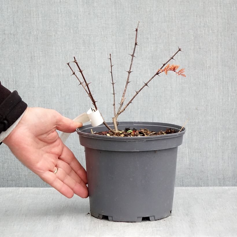 Spécimen de Zanthoxylum piperitum Black Magic - Poivrier de Chine Pot de 2L/3L tel que livré en automne