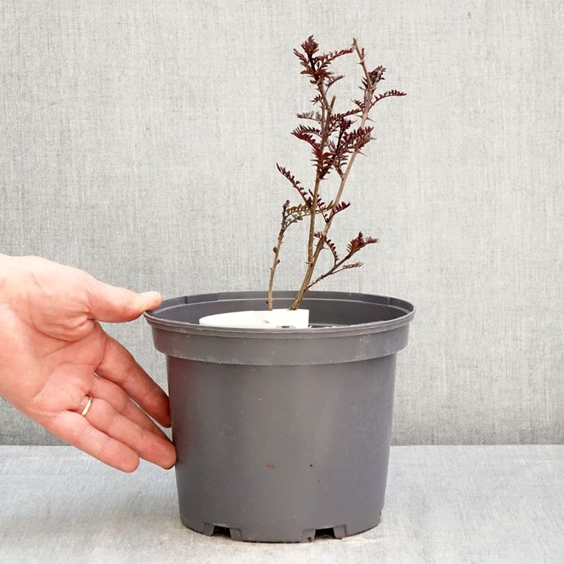 Spécimen de Zanthoxylum piperitum Black Magic - Poivrier de Chine Pot de 2L/3L tel que livré au printemps