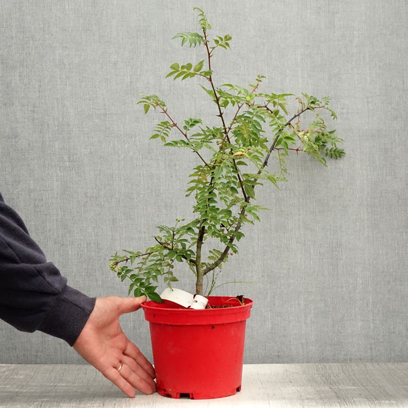 Spécimen de Zanthoxylum piperitum Black Magic - Poivrier de Chine Pot de 2L/3L tel que livré en été
