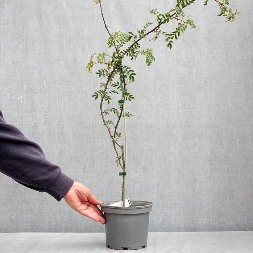 Example of Zanthoxylum schinifolium - Poivrier de Sansho Pot de 3L/4L as you get in printemps