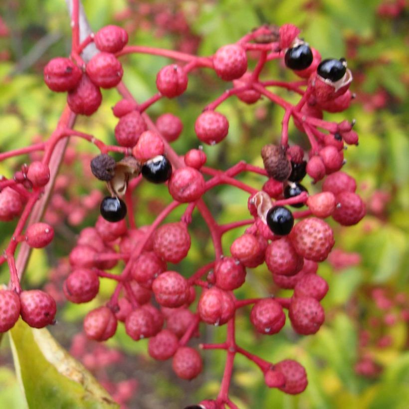 Zanthoxylum simulans - Poivrier du Sichuan (Récolte)