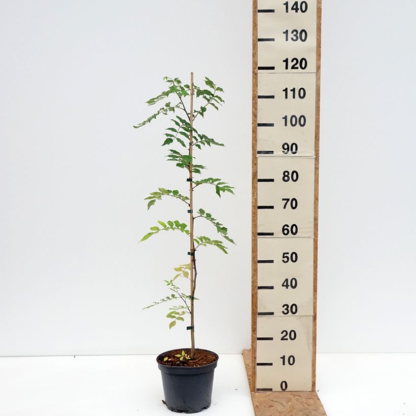 Example of Zanthoxylum simulans - Poivrier du Sichuan Pot de 4L/5L as you get in automne