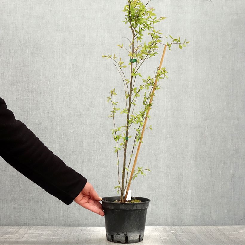 Example of Zelkova serrata - Orme de Sibérie Pot de 3L/4L as you get in printemps