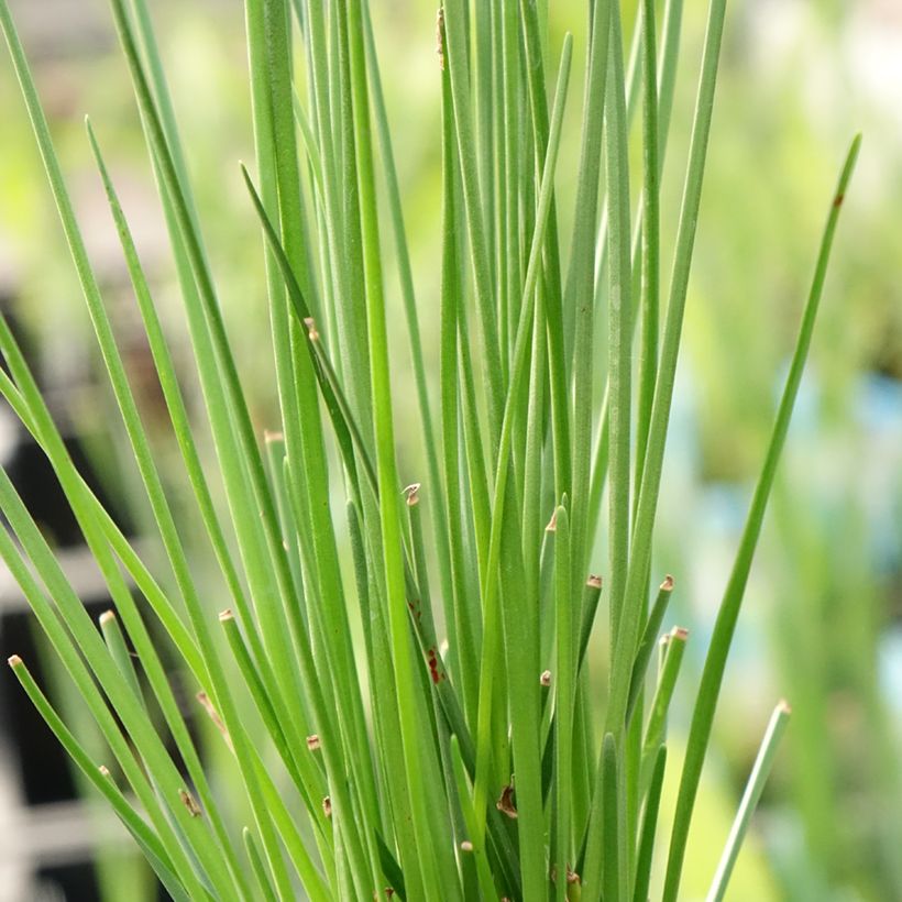 Zephyranthes candida - Lis zéphyr (Foliage)
