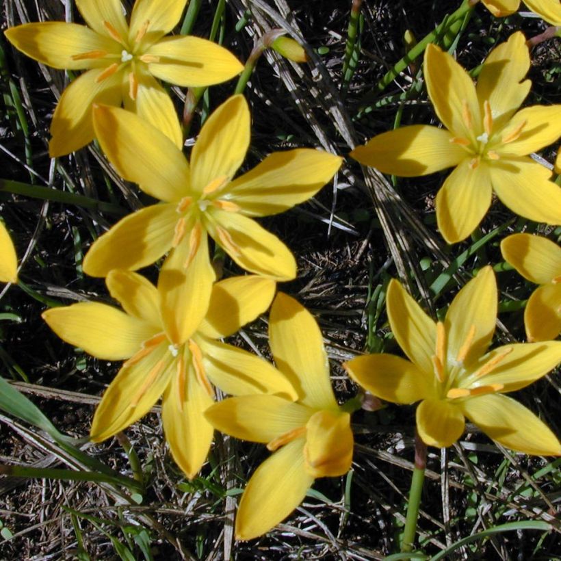 Zephyranthes citrina - Lis zéphir (Flowering)