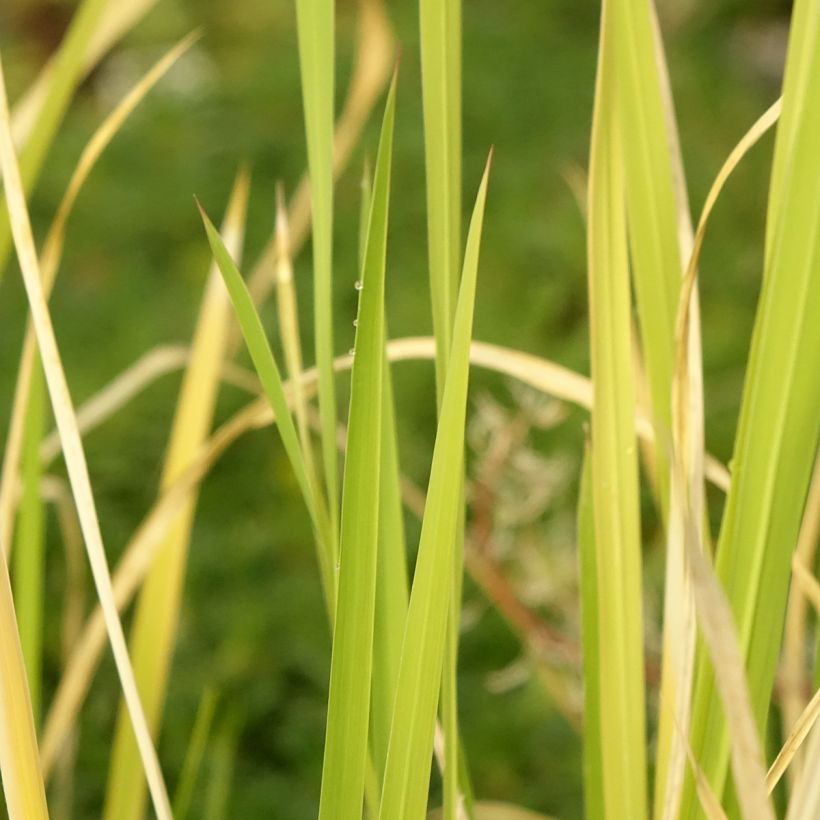 Zizania latifolia - Riz sauvage de Mandchourie (Foliage)