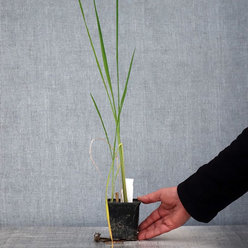 Example of Zizania latifolia - Riz sauvage de Mandchourie Godet de 8/9 cm as you get in printemps